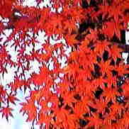 紅葉の写真